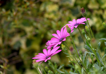 daisies from the cape in the garden