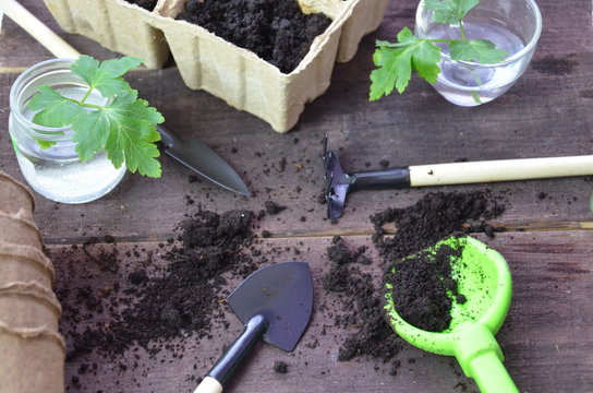 Gardening. Garden tools and a pot of plant on a wooden table. To work in the garden. spring planting plants. green sprout seeds