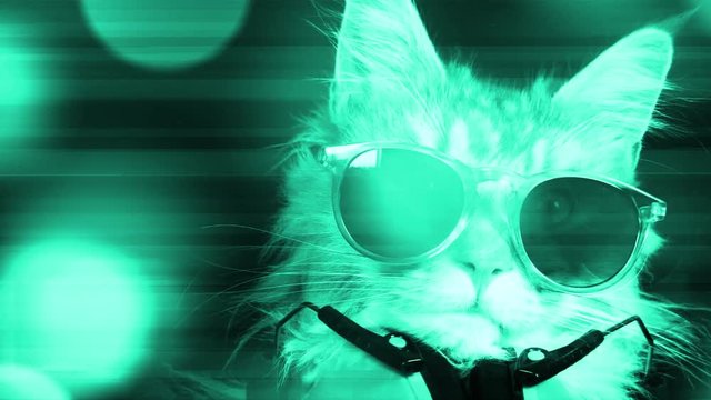 cat kitten meow animal purr cute feline disco hypnotic