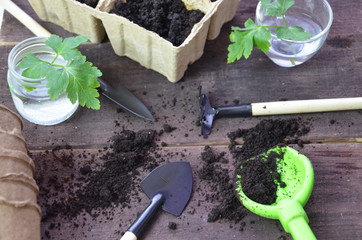 Gardening. Garden tools and a pot of plant on a wooden table. To work in the garden. spring...