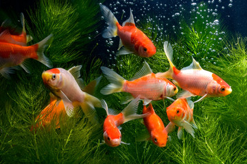  Koi fish background plants