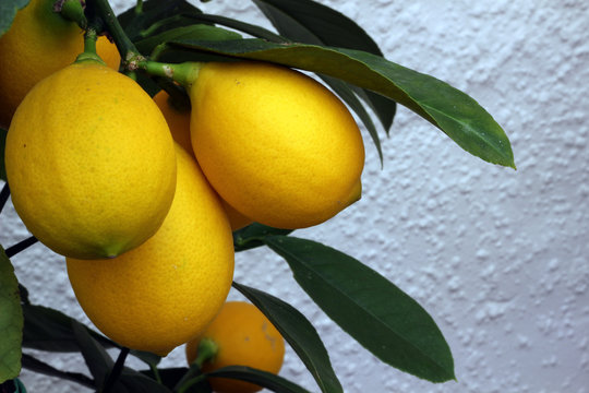 Lemons ripening on a Tree