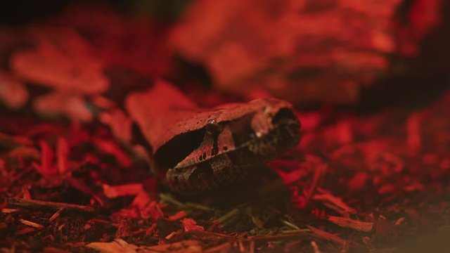 Close up of a snake