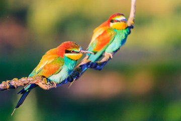 bee-eaters sitting in the morning sun