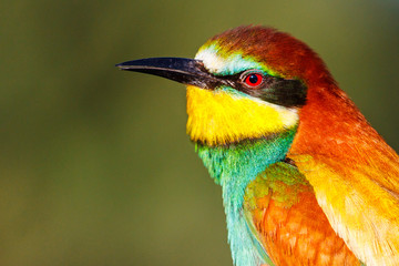 color portrait of bee-eaters birds