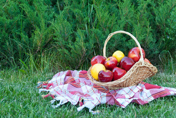 Wicker basket is woven of vines with apples on the background of green grass tablecloth, cloth in a...