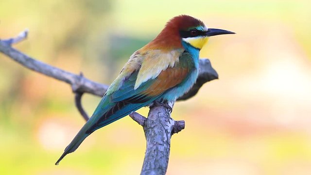 colored bird sits and then flies off the branch/colored bird sits and then flies off the branch