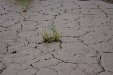 Pasto salado, Texcoco, distichlis spicata, lago