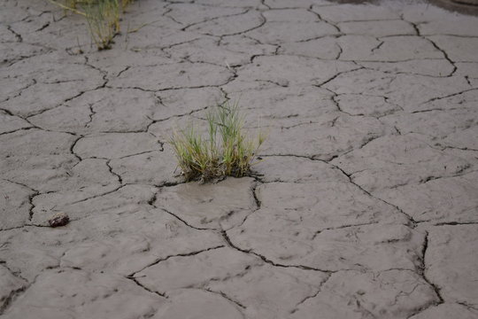 Pasto salado, Texcoco, distichlis spicata, lago