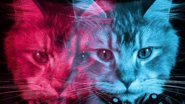 cat kitten meow animal purr cute feline disco hypnotic