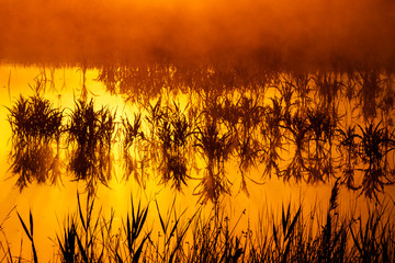 golden hours on a misty lake with silhouettes of plants