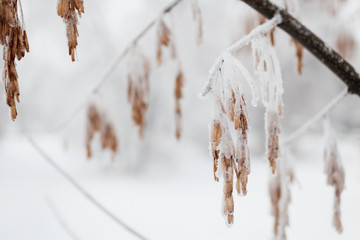 The tree branch covered with hoarfrost and snow in the winter. In soft focus
