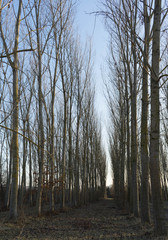 Meadow with poplar trees