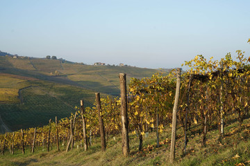 Obraz premium Vineyards around Barolo, Piedmont - Italy