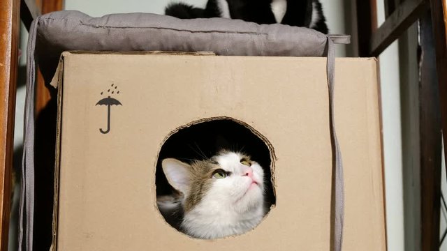 Black cat scares white cat snuffing cardboard box