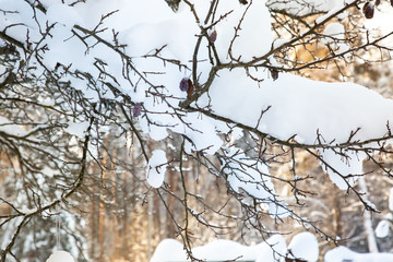 Plum tree with fruits in the snow. Clear day after heavy snowfall.
