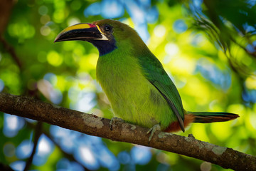 Emerald Toucanet - Aulacorhynchus prasinus near-passerine bird in the Ramphastidae family occurring in mountainous regions of Mexico and Central America