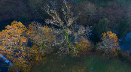 GALLERY FORESTS (Bosque de Ribera, Soto), Ason river, RamalesCantabria, Spain, Europe