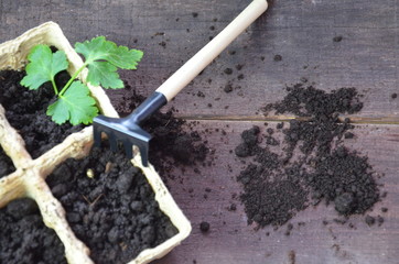 Gardening. Garden tools and a pot of plant on a wooden table. To work in the garden. spring planting plants. green sprout seeds