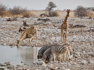 Fototapeta na wymiar zebras and giraffes national park namibia africa