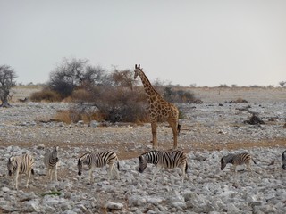 Fototapeta na wymiar Zebras and giraffe in savannah