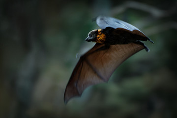 Pteropus poliocephalus - Gray-headed Flying Fox in the night, fly away from day site