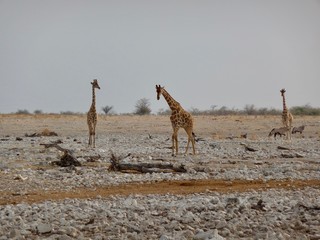 giraffes in africa 