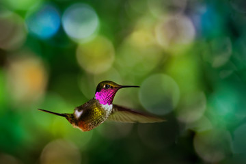 Magenta-throated Woodstar - Calliphlox bryantae is a hummingbird that is a resident breeder in forest edge and scrub in Costa Rica and western Panama