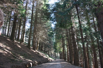dirt path in the green forests of the Apuan Alps on a winter day