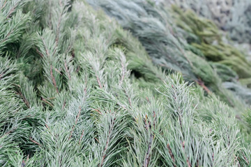 Green fir-trees of a coniferous tree lie next to each other