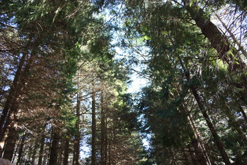 dirt path in the green forests of the Apuan Alps on a winter day