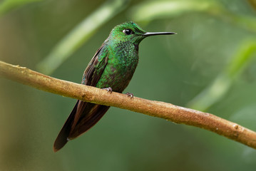 Green-crowned Brilliant - Heliodoxa jacula large, robust hummingbird