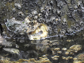 Oysters