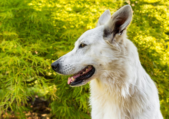 White Swiss Shepherd dog profile on the natural green background.
