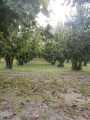 Field of hazelnuts in the Langhe, Piedmont - Italy