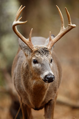 White-tailed Deer