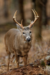 White-tailed Deer