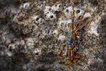 Krabbe an einem Felsen in Ägypten am Meer, close-up.