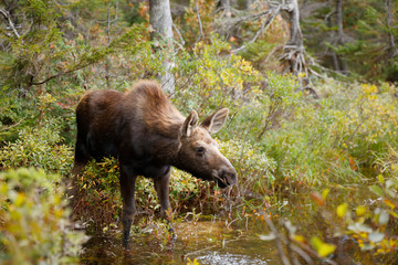 Moose