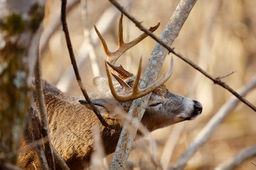 White-tailed Deer buck