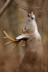 White-tailed Deer buck