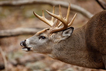 White-tailed Deer