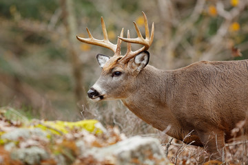 White-tailed Deer Buck
