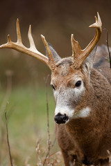 White-tailed Deer