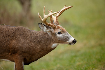 White-tailed Deer