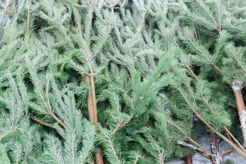 Green fir-trees of a coniferous tree lie next to each other