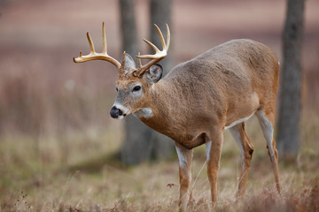 White-tailed Deer