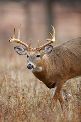 White-tailed Deer