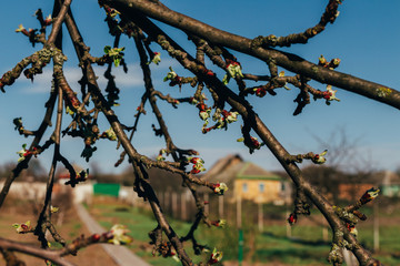 apple branch, with green leaves, new leaves, bud, buds, apple blossoms in spring. pollination. trees in the park. buds are blooming