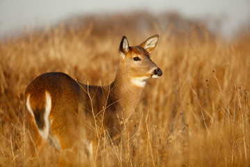 White-tailed Deer